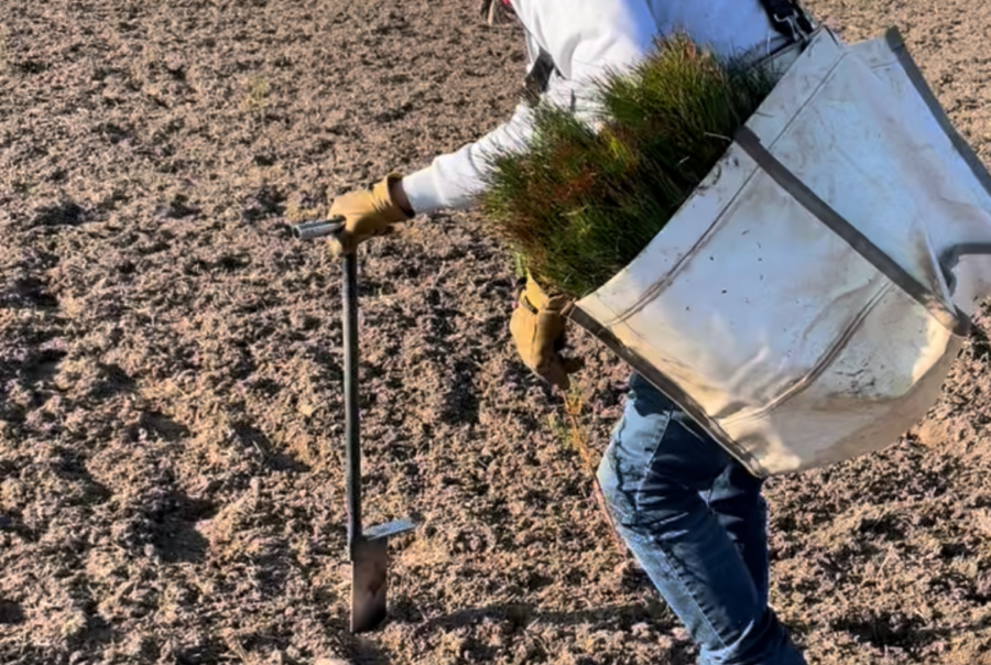 tree planting with dibble bar